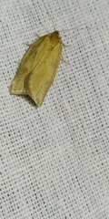 Aphelia viburnana