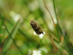 Syricoris lacunana