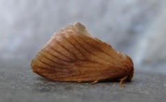 Tortricidia testacea