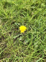 Taraxacum