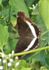 Eurytela hiarbas angustata
