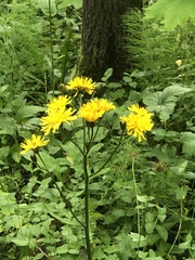 Crepis paludosa