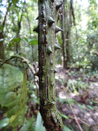 Strychnos aculeata