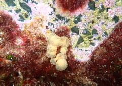 Holozoidae