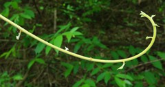 Tinospora sinensis