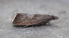 Dichrorampha acuminatana