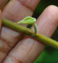 Tinospora sinensis