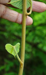 Tinospora sinensis
