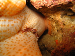 Stichodactyla mertensii