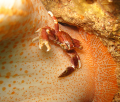 Stichodactyla mertensii