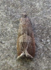 Dichrorampha acuminatana