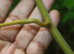 Tinospora sinensis