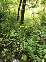 Crepis paludosa
