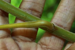 Tinospora sinensis