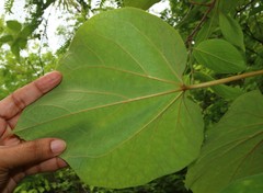 Tinospora sinensis