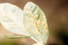 Puccinia arachidis
