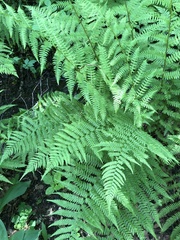 Athyrium filix-femina