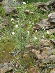 Pimelea stricta
