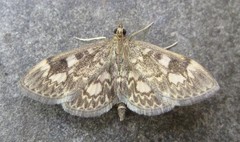 Anania tertialis