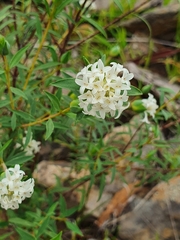 Pimelea stricta
