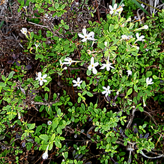Chaenostoma integrifolium