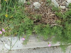 Dianthus caryophyllus