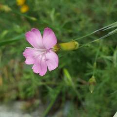 Dianthus caryophyllus