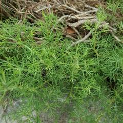 Dianthus caryophyllus