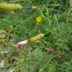 Dianthus caryophyllus