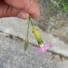 Dianthus caryophyllus