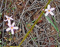 Chaenostoma integrifolium