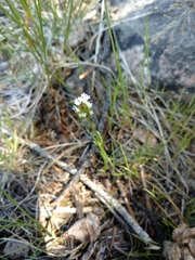 Plectritis macrocera macrocera