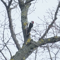 Dendrocopos major