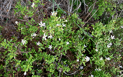 Chaenostoma integrifolium