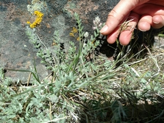 Astragalus andersonii
