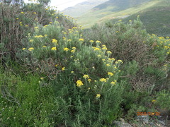 Inulanthera thodei