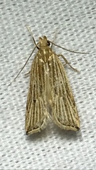 Helcystogramma hystricella