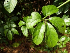 Cissus aralioides