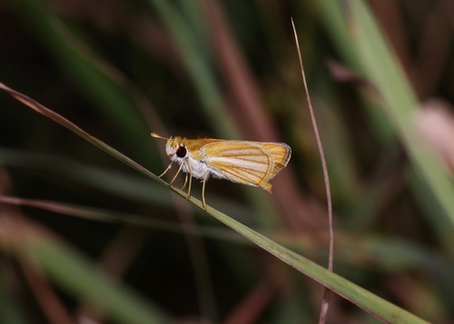 Southern Skipperling photo 6