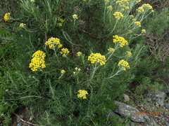 Inulanthera thodei