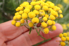 Inulanthera thodei