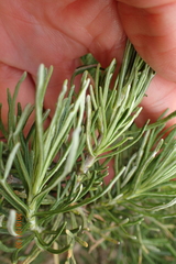 Inulanthera thodei