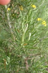 Inulanthera thodei