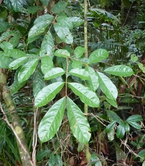 Anthonotha macrophylla
