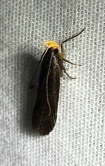 Dichomeris purpureofusca