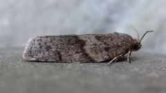 Choristoneura conflictana