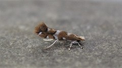 Cameraria bethunella