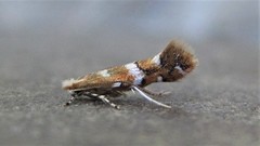 Cameraria bethunella