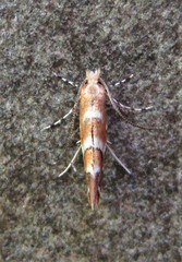 Cameraria bethunella