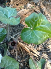 Asarum hartwegii
